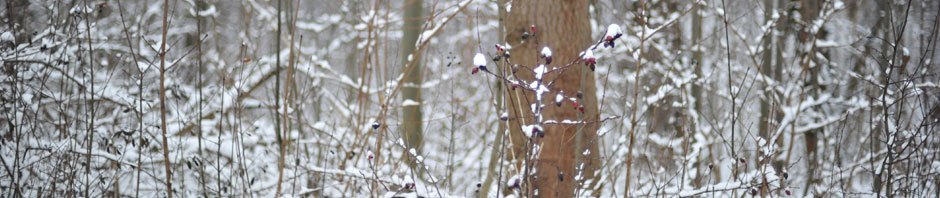 爱吃橙子与辣椒的小站